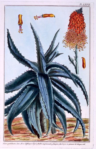 Aloès, illustration de 